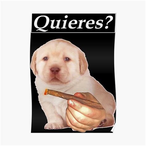 Cute Golden Retriever Puppy Quieres Meme Funny Meme Poster For