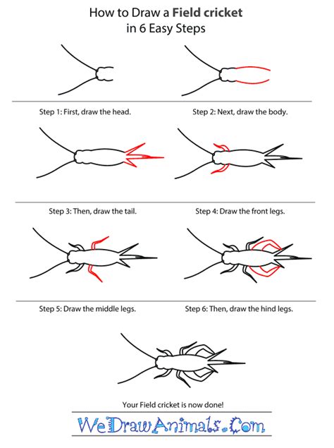 How To Draw A Field Cricket