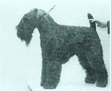 Sie für marcus caelius, sohn des titus, aus bologna im stimmbezirk lemonia, hauptmann der 18. Kerry Blue Terrier Kennels @ Loukerry.de