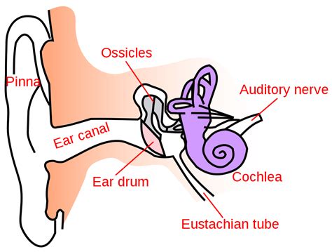 Human Ear Parts Bones And Protection Concepts Videos Examples