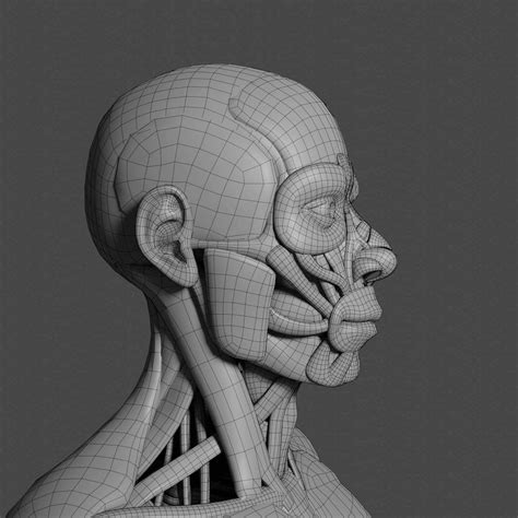 Human Anatomy 3d Model By Morejojo
