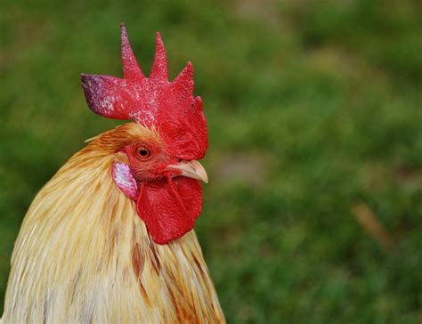 free images nature bird red beak feather chicken fowl fauna rooster poultry close up