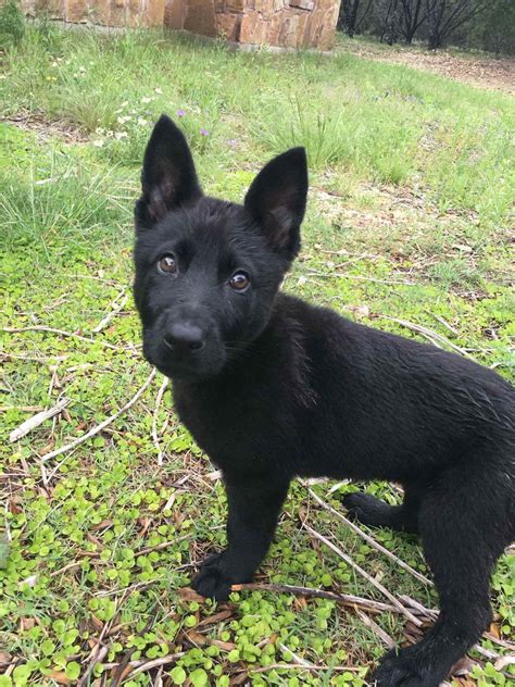 Purebred Black German Shepherd Puppies For Sale Animal Protective League