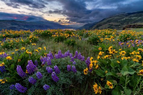 Rowena Spring Sunrise Oregon Landscape Photography Clint Losee
