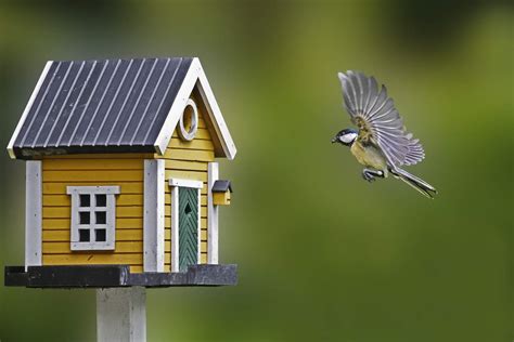 Comment Attirer Les Oiseaux Dans Votre Jardin Neozone