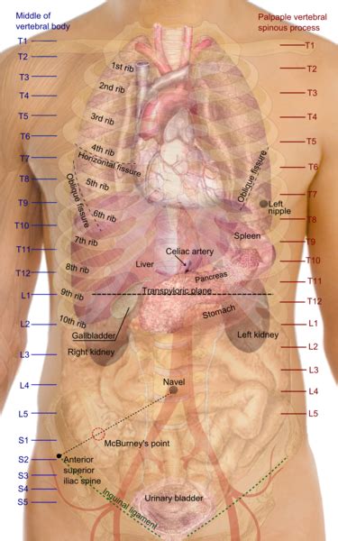 Diaphragm Human Thorax Location Anatomy Function And Position
