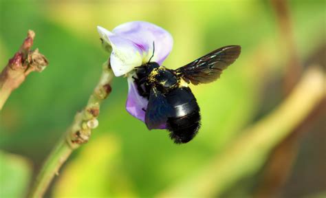 For those disinclined to the use of pesticides, there are. How to Get Rid of Carpenter Bees 3 Easy Steps - Bug Lord