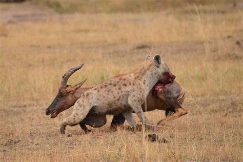 Cheating Cheetahs Seen Chasing Hyena Before Stealing Its Prey New