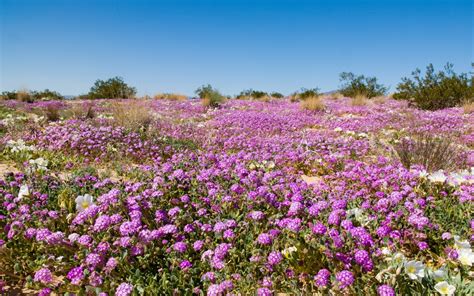 Small community located up hwy 74 close to el paseo shops, restaurants, and hiking/biking trails. my favorite desert flower | 29 palms, Desert flowers ...