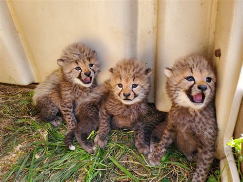 We Must Name The Cheetah Cubs Washingtonian