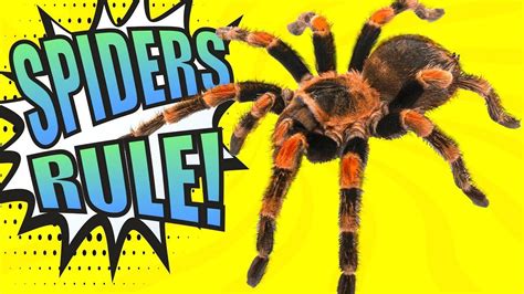 Spiders Educational Video For Kids Music For Kids Kids Music
