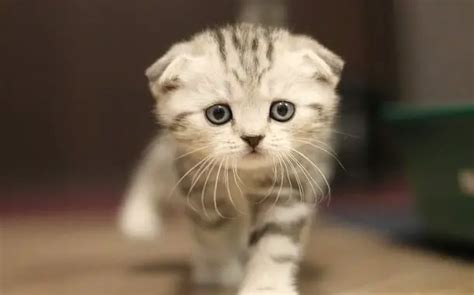 Scottish Fold Kittens Cost Updated 2023 The Pricer