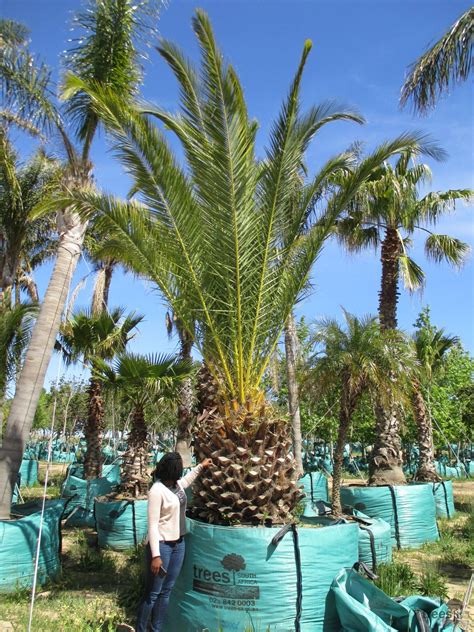 Phoenix canariensis are very commonly planted all around portsmouth, with some large specimens planted close to the beach. Phoenix canariensis - Trees SA