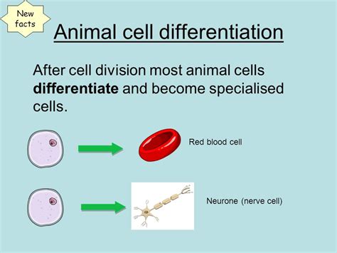 Stem Cells Cell Differentiation Hw Task Animal Cell Differentiation