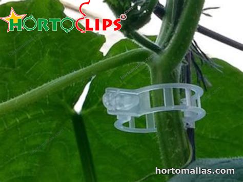 Learn More About Trellising With Tomato Clips Tomato Clips
