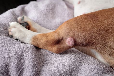 What Is Squamous Cell Carcinoma In Dogs