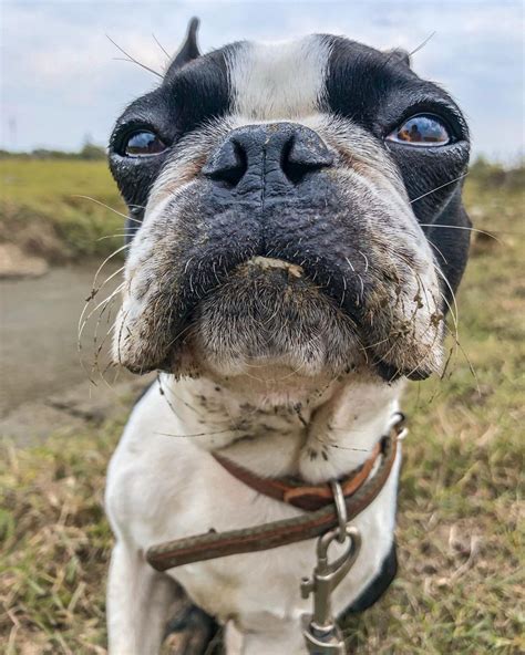 15 Amazing Facts About Boston Terriers You Probably Never Knew Page 4