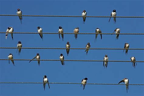 Barn European Swallow Hirundo Rustica On Wire Print 3625196