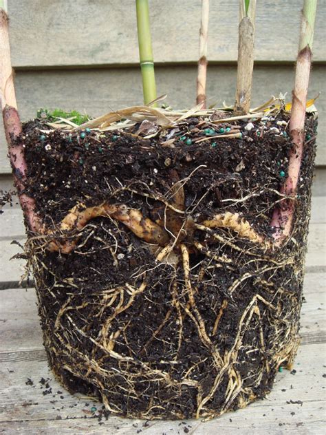 Clumping bamboos, on the other hand, are sympodial. Mind ~ Body ~ Spirit: August 2013