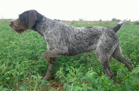 Find a german wirehaired pointer puppy from reputable breeders near you and nationwide. Ca' Rigada | Deutsch Drahthaar / German Wirehaired Pointer ...