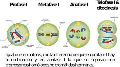 El Ciclo Celular