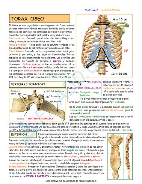 Resumen De Torax Oseo Anatomia Leo Coscarelli 75º 6 X 10 Cm 12 X