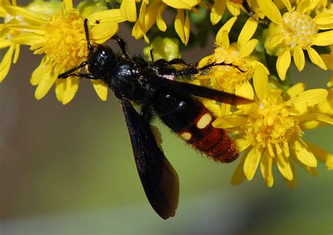 Smiling cartoon black and yellow striped wasp. Urban Wildlife Guide: The Japanese beetle and the blue ...