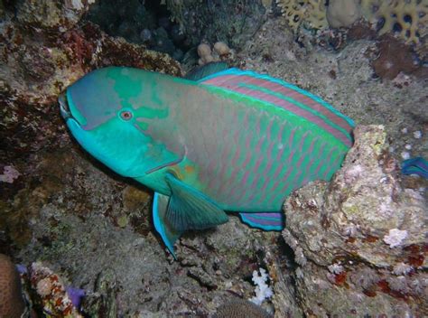 Reef Saver Parrotfish Keep The Coral Alive