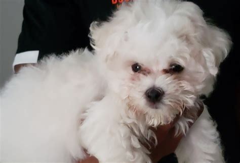 Maltese Puppies For Sale Orlando Fl 343004 Petzlover