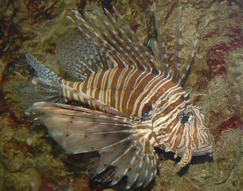 Filered Lionfish Pterois Volitans Right Side 2542px