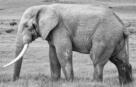 Bull Elephant Full Profile Photograph By Phil Violette Fine Art America