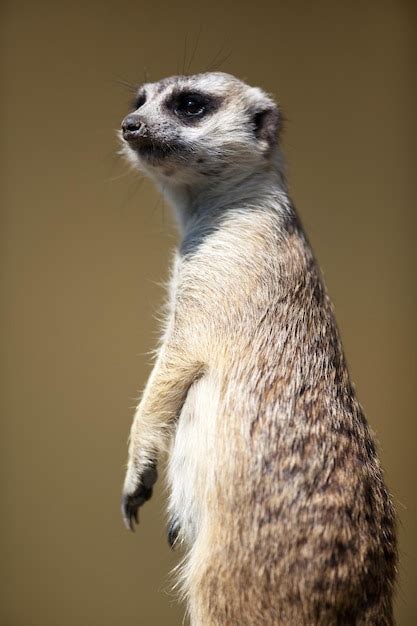 Premium Photo Watchful Meerkat Standing Guard