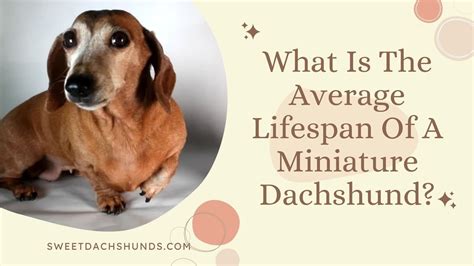 What Is The Average Lifespan Of A Miniature Dachshund Youtube
