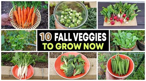 Top 10 Vegetables To Grow In Fall And Through Winter