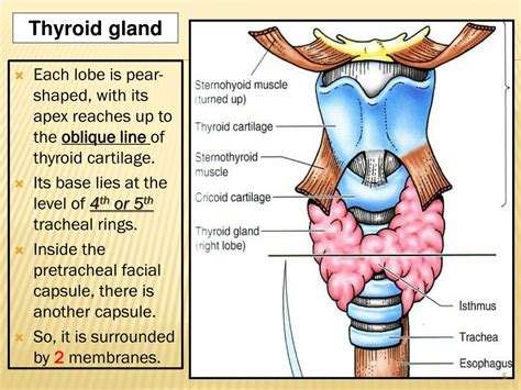 Ppt Thyroid And Parathyroid Powerpoint Presentation Free Download Id