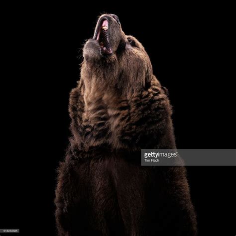Studio Photograph Of A Grizzly Bear Looking Up And Roaring Showing