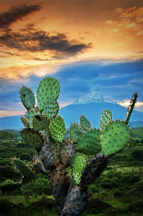 All Things Mexico Beautiful World Beautiful Places Cacti And