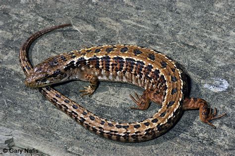Maybe you would like to learn more about one of these? California Lizards Flashcards by ProProfs