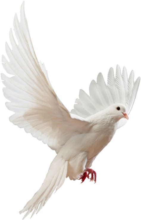 Dove Png Png Mart