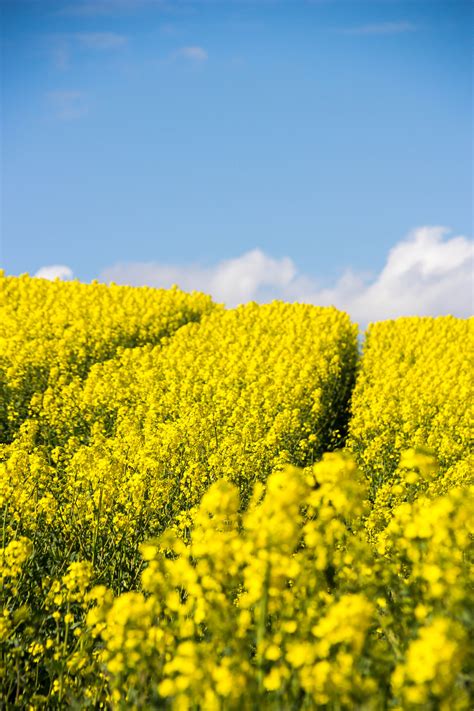 Wallpaper Sunlight Landscape Food Sky Field Yellow Rapeseed