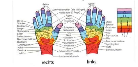 Nerven Hand Anatomie