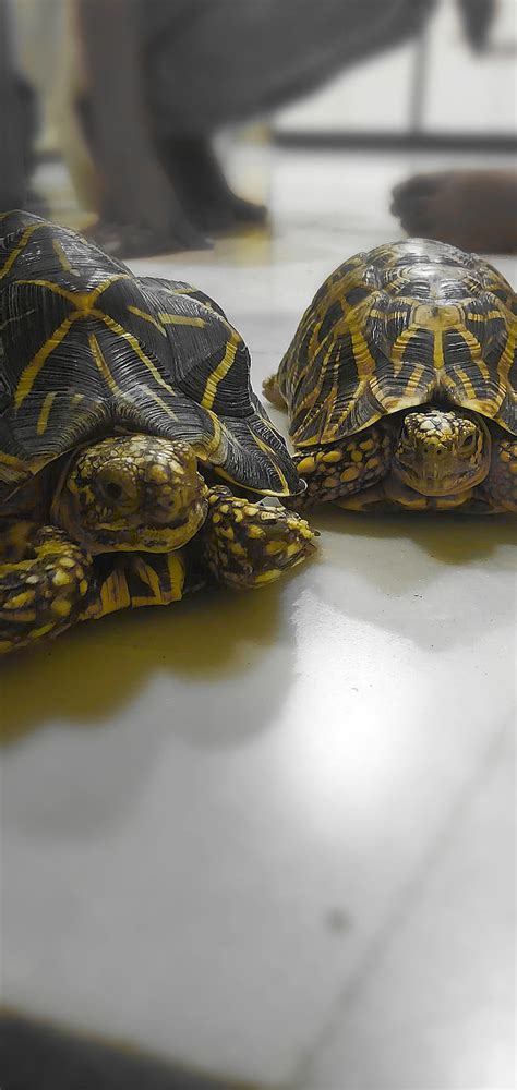 Slow And Steady Cute Tortoise Turtle HD Phone Wallpaper Peakpx