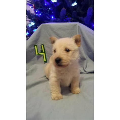 We are dedicated to the rescue of scottish terriers in florida. Scottish terrier puppies - 4 available for sale in ...
