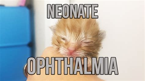 Neonate Ophthalmia In A Newborn Kitten Youtube