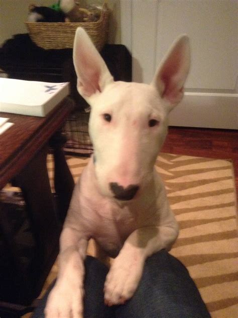 Skin Allergies With Bull Terriers Page 2 — Strictly Bull Terriers