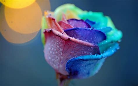 Wallpaper 1920x1200 Px Bokeh Color Dew Drops Flowers Life