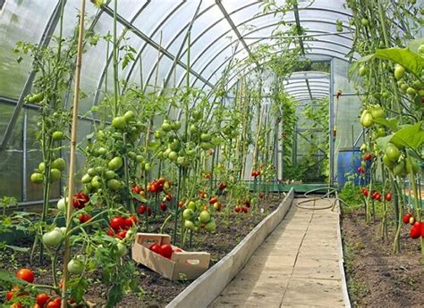 5 Considerations For Year Round Greenhouse Growing