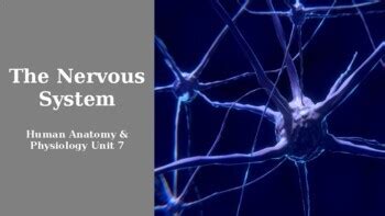 The Nervous System Powerpoint Presentation By Best For Teachers TpT