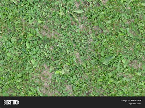 4k 2k Seamless Grass Image And Photo Free Trial Bigstock