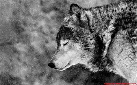 Black Wolf Wallpaper 64 Images